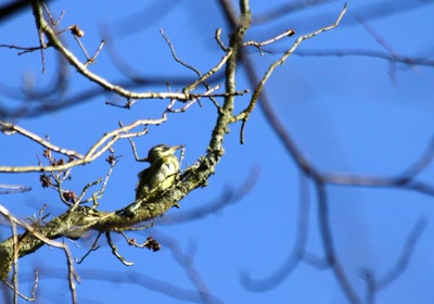 Résultat de recherche: Pic vert