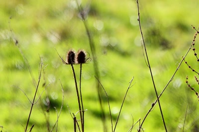 Deux chardons au soleil