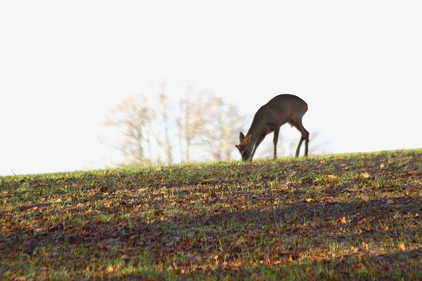 Elle est bonne l'herbe en décembre