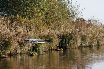 Voldu héron cendré