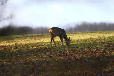 Résultat de recherche: Toujours bonne, l'herbe...