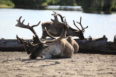 Œuvre de Doc55: Caribou