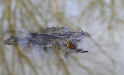 La grenouille de la Saint Sylvestre.