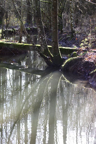 Résultat de recherche: Reflets