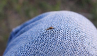 Œuvre de Doc55: Maringuoin