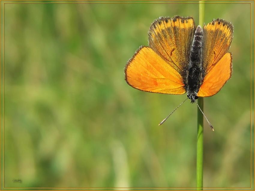 Papillon l'argus satiné