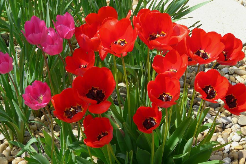 Un avant-goût du printemps