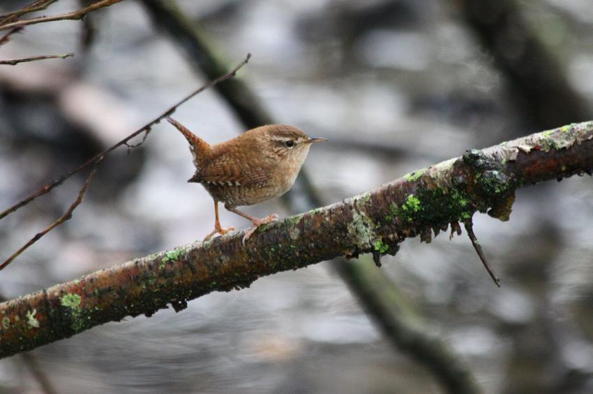 Le Troglodyte mignon du "Long" (3)