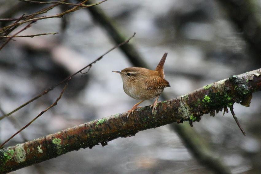 Le Troglodyte mignon du "Long" (4)