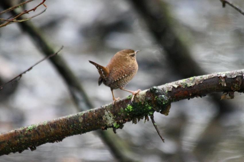 Le Troglodyte mignon du "Long" (6)