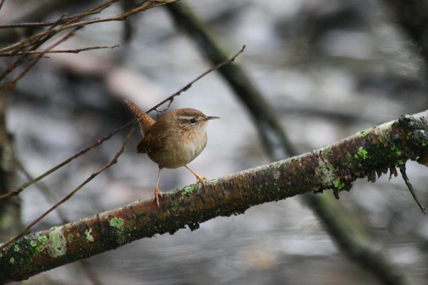 Le Troglodyte mignon du "Long" (1)