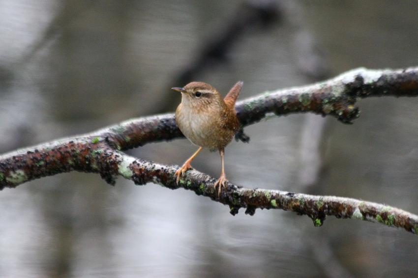 Le Troglodyte mignon du "Long" (8)