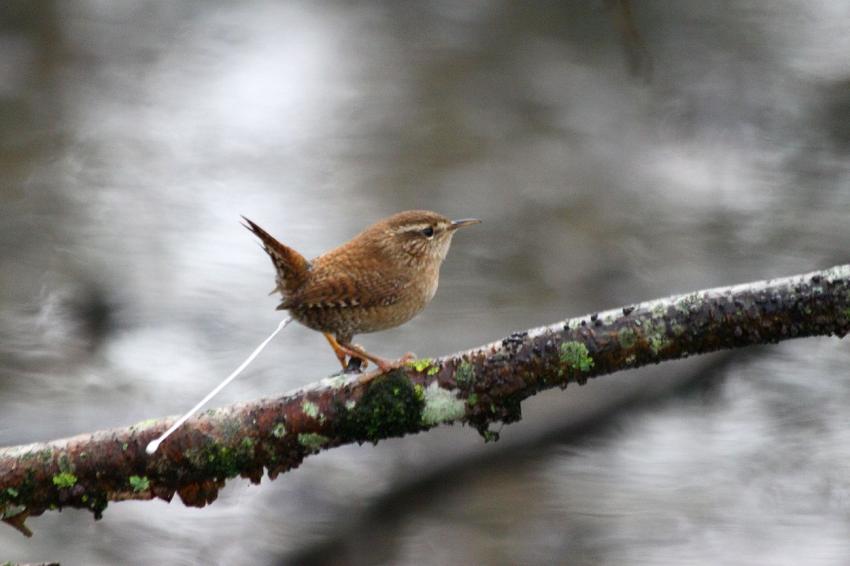 Le Troglodyte mignon du "Long" (7)