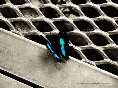 Œuvre de EinKurogane: The Injured Butterfly