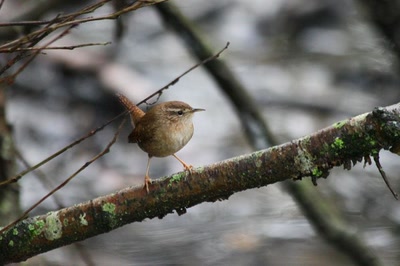 Résultat de recherche: Le Troglodyte mignon du "Long" (1)