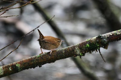 Résultat de recherche: Le Troglodyte mignon du "Long" (2)