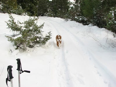 Résultat de recherche: Vodka adore la neige ..