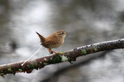 Résultat de recherche: Le Troglodyte mignon du "Long" (7)