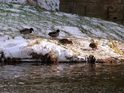 Résultat de recherche: canards de carcassonne sous la neige
