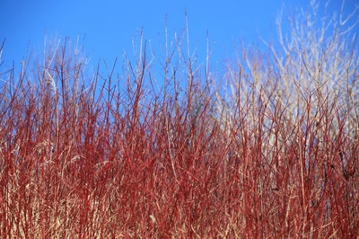 Résultat de recherche: Arbres