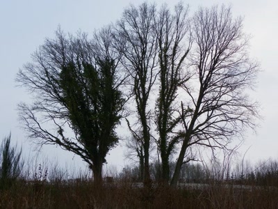 Résultat de recherche: 4 arbres sur ciel d'hiver