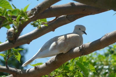 Œuvre de Ondine: Repos à l'ombre