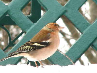 Résultat de recherche: Le pinçon des arbres .