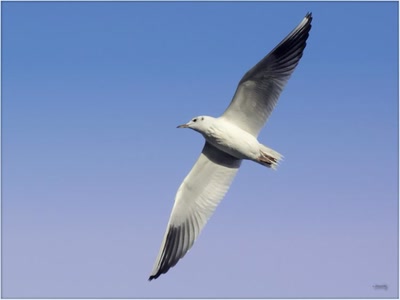 Mouette 12110 6