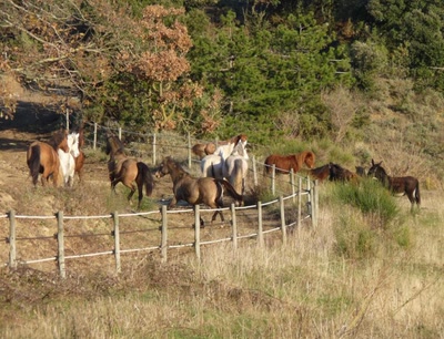 Œuvre de libellule: chevaux