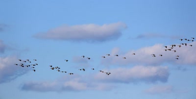 Œuvre de Doc55: Migration