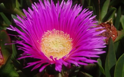 Œuvre de toe: coeur de fleur