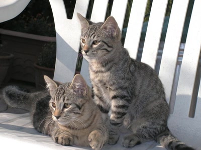 Œuvre de Ondine: Deux frères