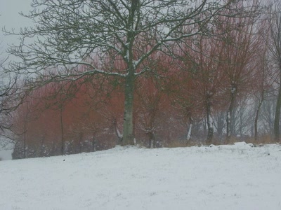 Résultat de recherche: Palette de couleurs en hiver