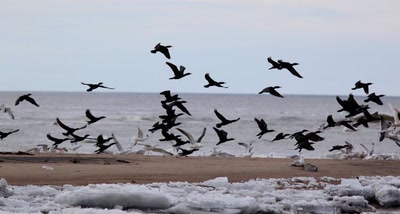 Œuvre de Doc55: Envolée