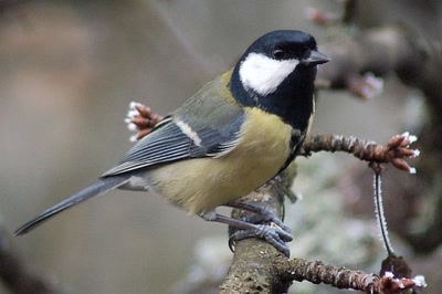 Œuvre de insousiant: charbonnière