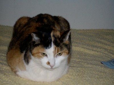 Œuvre de Walkyrie: Morgane