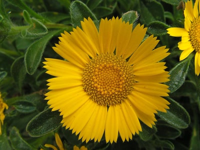 Œuvre de Ondine: Soleil