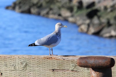 Œuvre de Doc55: Goéland