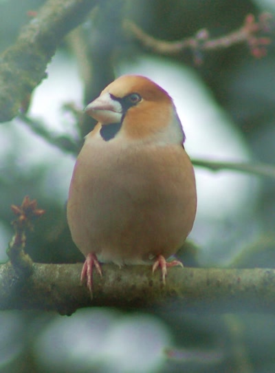 Œuvre de insousiant: gros bec casse noyeau