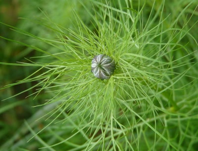 Œuvre de libellule: nigelle
