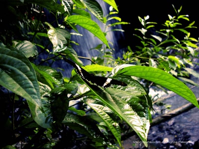 Résultat de recherche: Around the nature