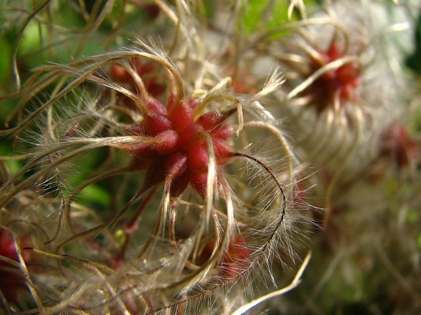 Clématite vigne blanche