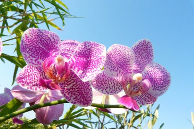 Aperçu de la galerie de Ondine