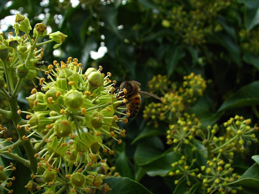 ..derniéres fleurs ..