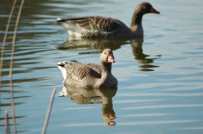 Œuvre de insousiant: oies