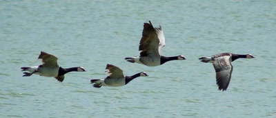 Œuvre de insousiant: Bernaches au Parc de Villars les Dombes
