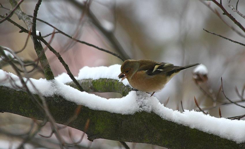 Sur la branche, c'est peut-être meilleur...
