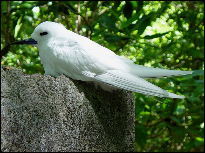 Sterne sur l'île Curieuse...