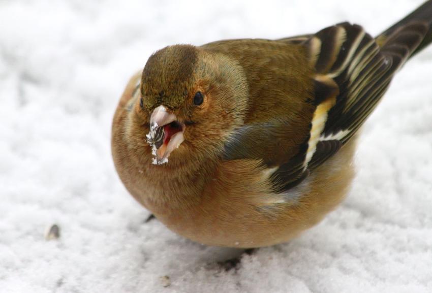 Est-elle bonne, cette graine ? (2)