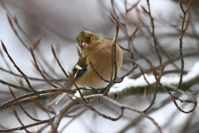 Des oiseaux pour mon "bien-hêtre" (25)